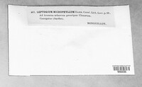 Scytinium fragrans image